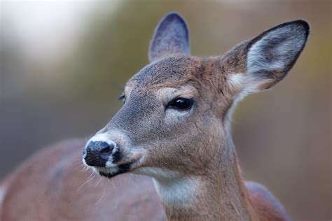Yes, there is some female deer family that grows antlers. Caribou or Reindeer is a deer species in which the female grow antlers regularly like the male deer of any other species. This is the only family among the deer that have female antlers. However, there are reasons behind it. In the cold regions, these deer require to compete vigorously ...